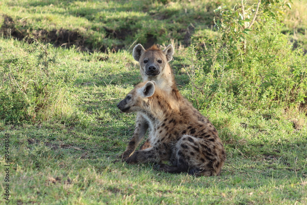 Spotted hyena in the african savannah. Spotted hyena in the african savannah.