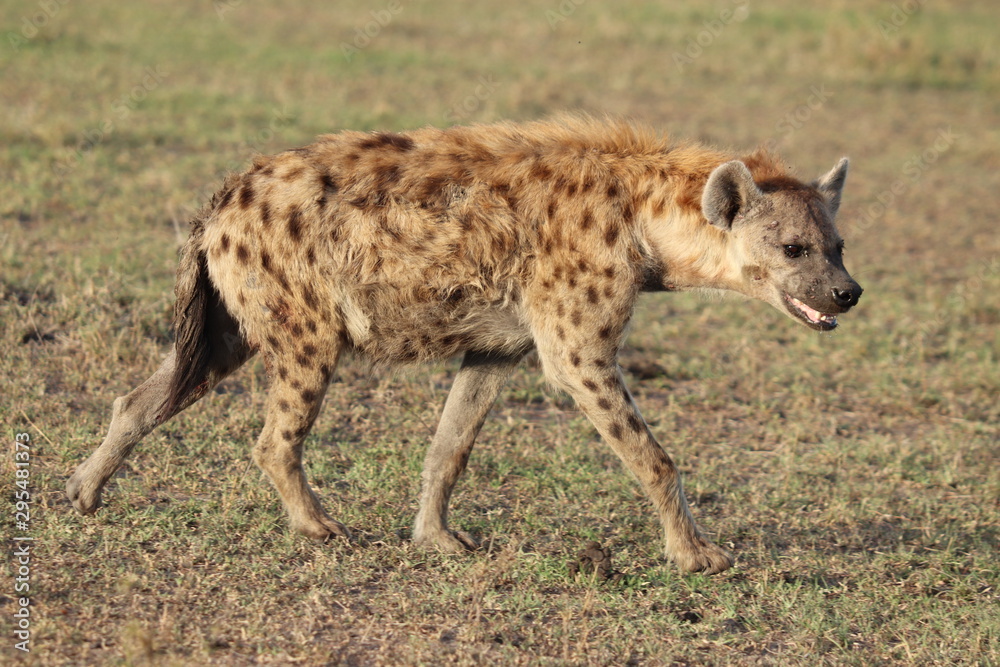 Spotted hyena in the african savannah. Spotted hyena in the african savannah.