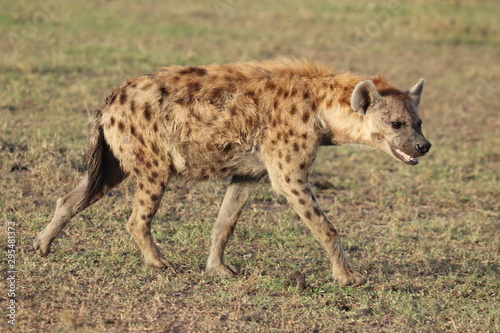 Spotted hyena in the african savannah.