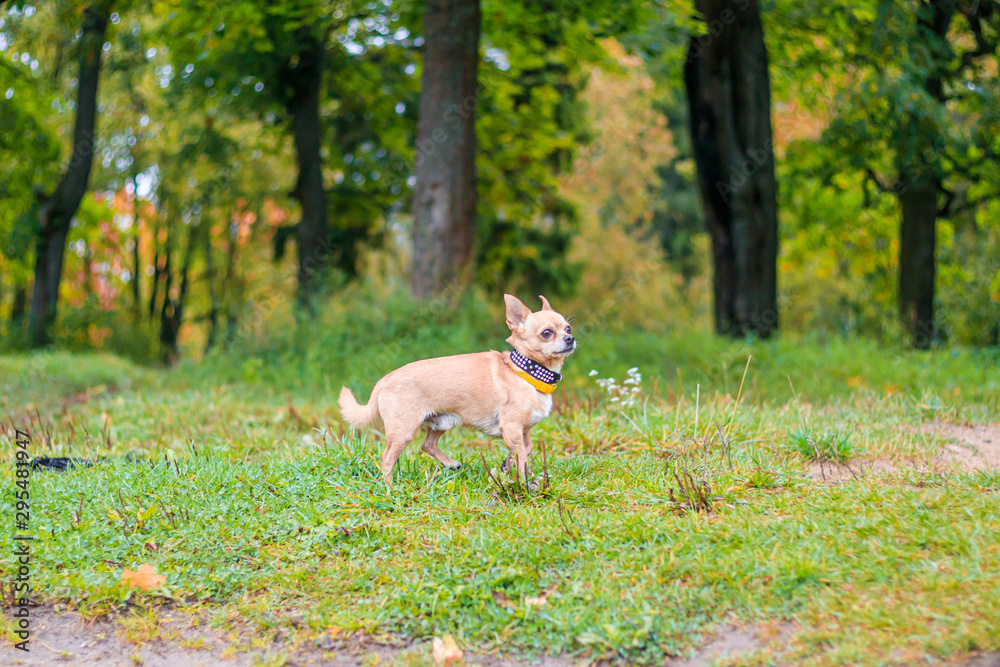 Chihuahua dog on a walk in the park. A small dog. Bright dog. Light color. Home pet.