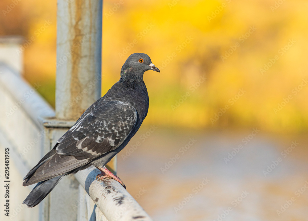 City pigeon is lit by the sun. Portrait. On a gold background City pigeon is lit by the sun. Portrait. On a gold background