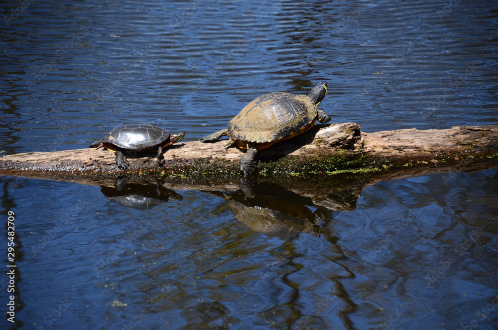 Obraz premium turtles on rock