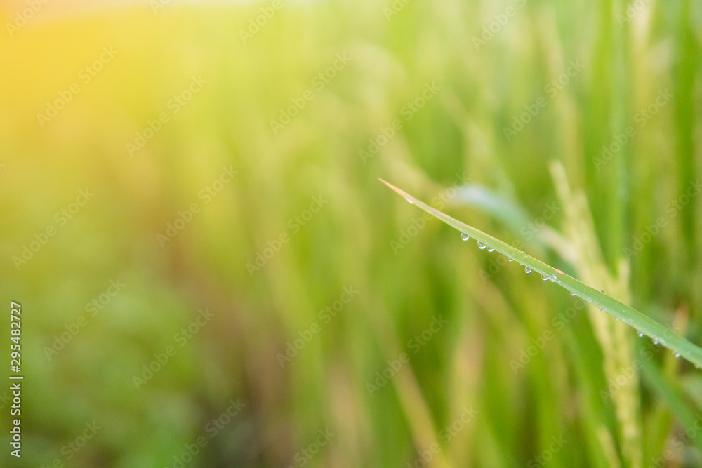 Water droplets atop the leaves of the green field Water droplets atop the leaves of the green field