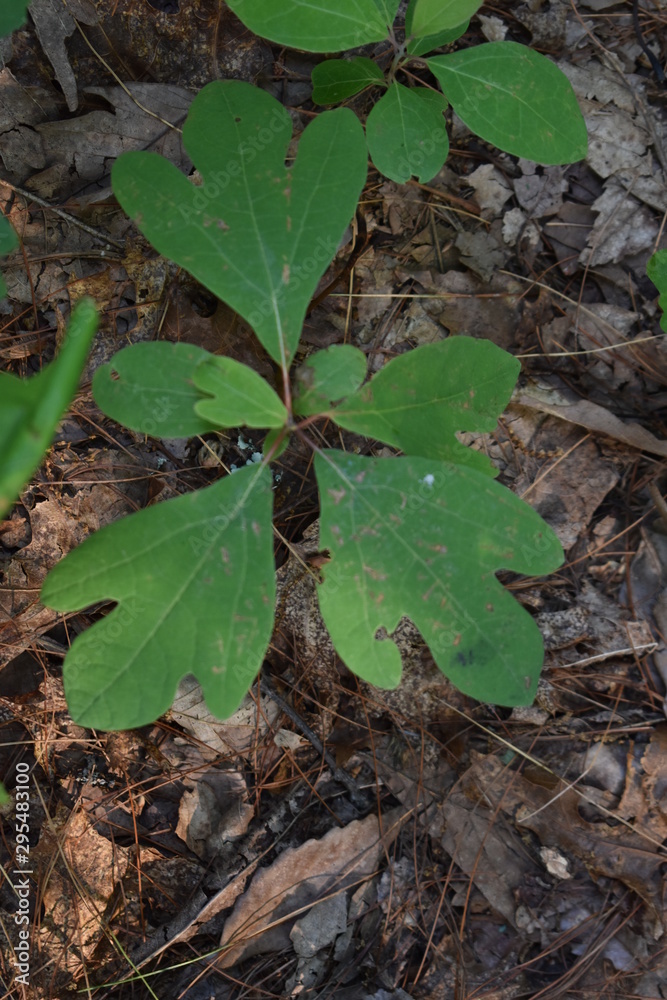 Fototapeta premium leaves of tree