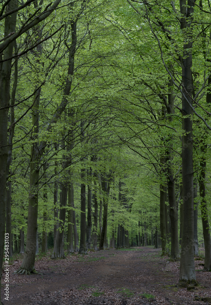 Fototapeta premium Beech Woods in Summer
