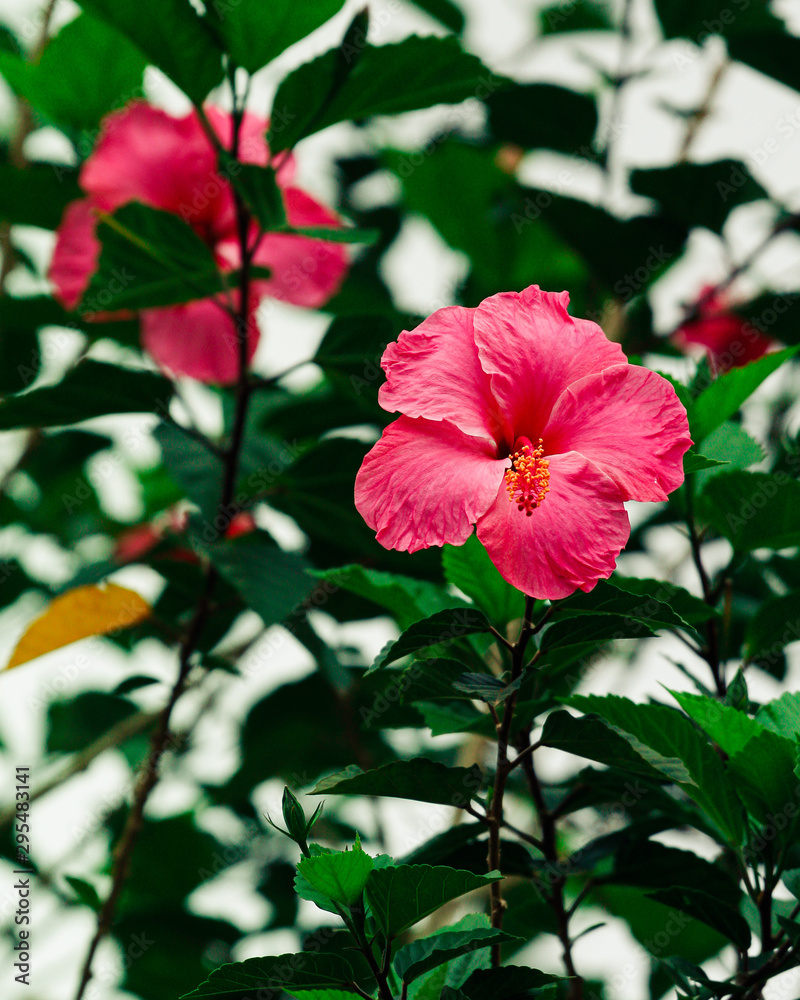 hibiscus flower on green background of blue sky