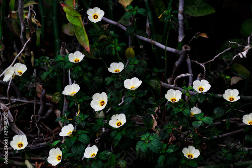 white flowers in garden