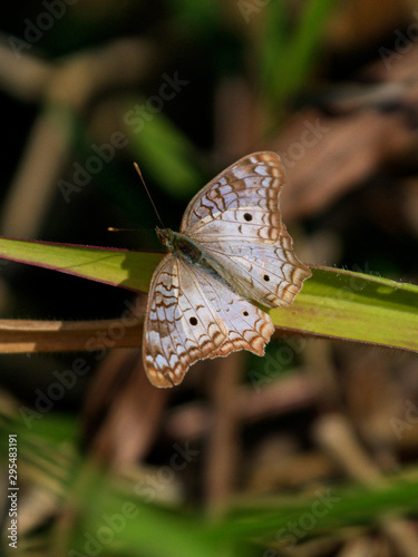 butterfly on flower