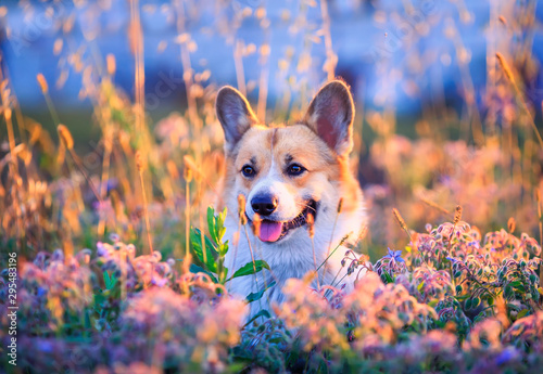 portrait funny cute puppy dog redhead Corgi sits on Sunny summer warm meadow ...