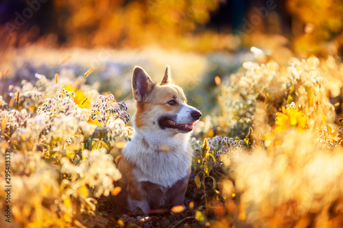portrait funny cute puppy dog a red haired Corgi sits on a summer meadow and ...