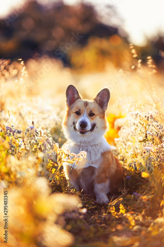 portrait funny cute puppy dog a red headed Corgi sits on a summer meadow and ...