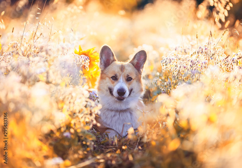 funny cute puppy dog the red haired Corgi lies on a Sunny summer flowering me...