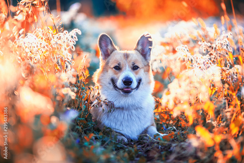 funny cute puppy dog the red haired Corgi lies on a Sunny summer flowering me...