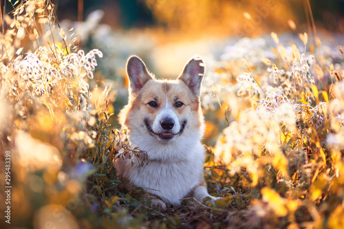 portrait funny cute puppy dog the red Corgi lies on a Sunny summer flowering ...