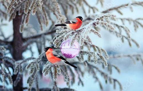 beautiful postcard with two birds a red plump bullfinch sitting on a spruce branch covered with frost and decorated with glass festive balloons in a winter Christmas Park