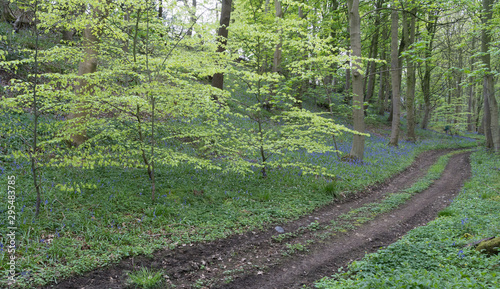Track through the Woods