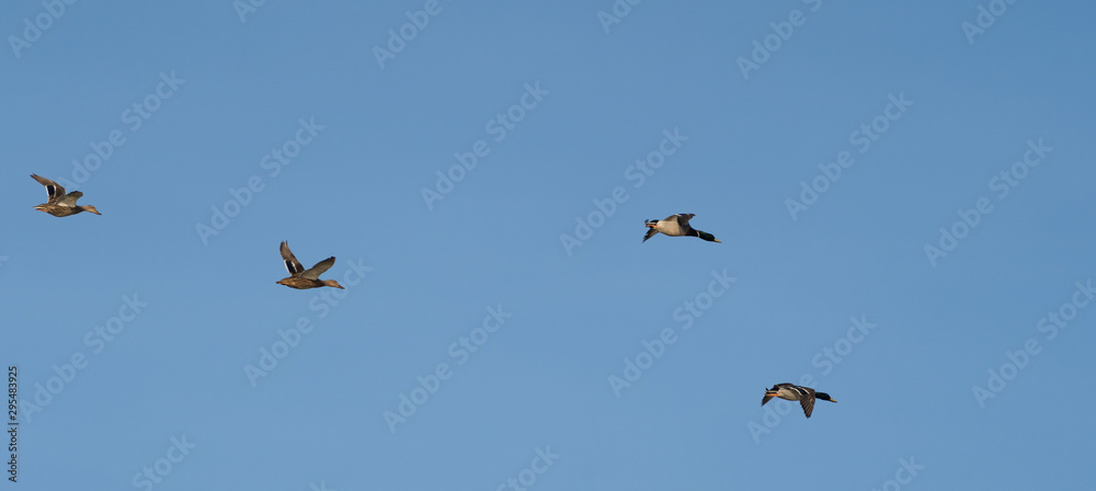 Mallard in Flight