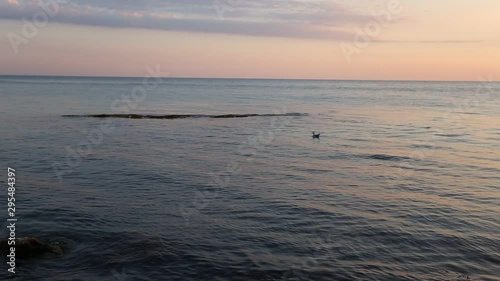 seagull floats on the sea at sunset