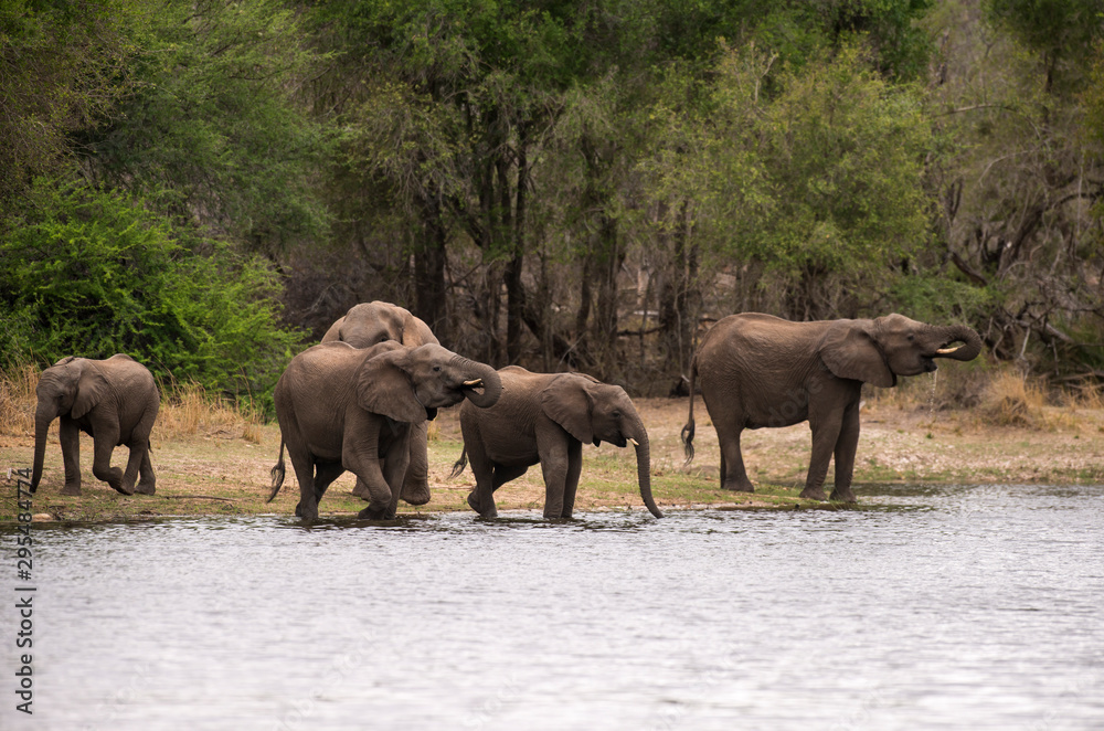 Fototapeta premium Eléphant d'Afrique, loxodonta africana, African elephant, Parc national Kruger, Afrique du Sud