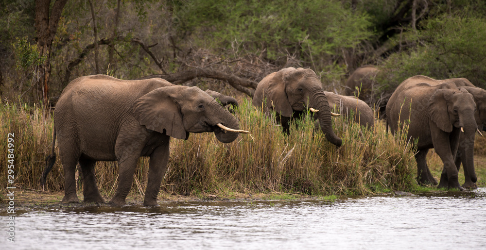 Obraz premium Eléphant d'Afrique, loxodonta africana, African elephant, Parc national Kruger, Afrique du Sud