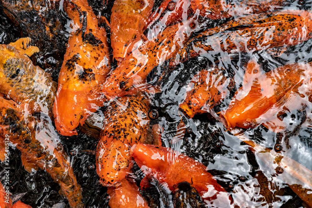 koi fish at the surface of a pond