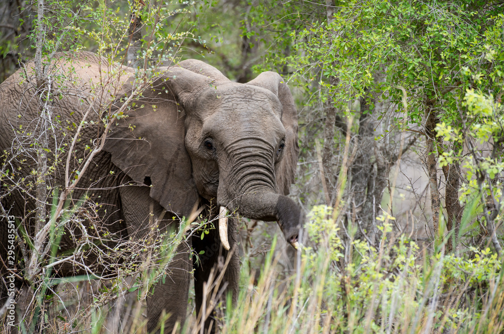 Fototapeta premium Eléphant d'Afrique, Loxodonta africana, Parc national Kruger, Afrique du Sud