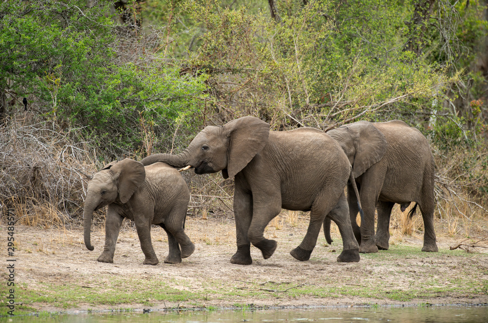 Eléphant d'Afrique, Loxodonta africana, Parc national Kruger, Afrique du Sud