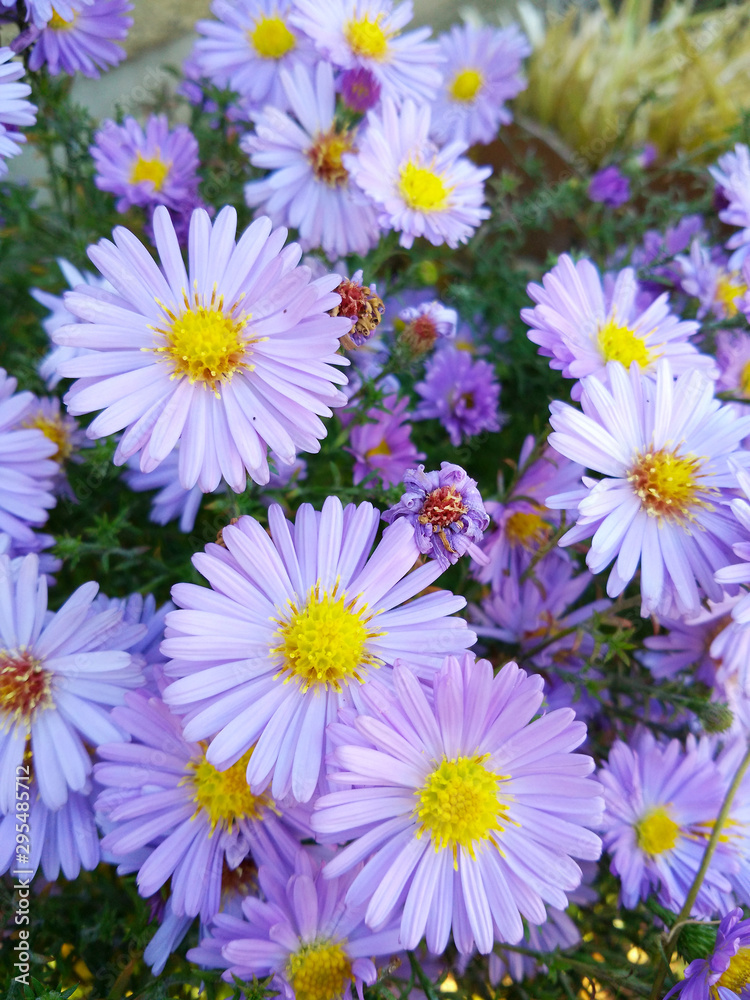 European michaelmas daisy (Aster amellus). Purple daisy flowers. Bright summer flowers on green background. Close up, selective focus. European michaelmas daisy (Aster amellus). Purple daisy flowers. Bright summer flowers on green background. Close up, selective focus.