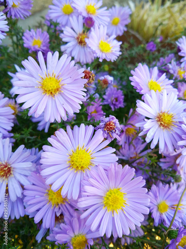 European michaelmas daisy  Aster amellus . Purple daisy flowers. Bright summer flowers on green background. Close up  selective focus.