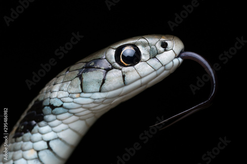 Mediterranean grass snake (Natrix astreptophora)