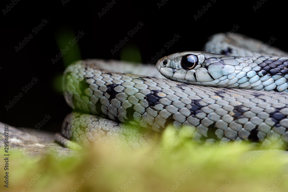 Fototapeta premium Mediterranean grass snake (Natrix astreptophora)