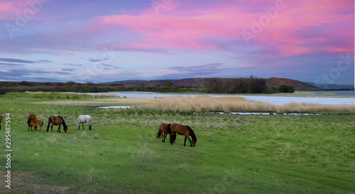 Landscape. Horses graze in the meadow during sunset. Siberia. Republic of Tuva. Russia.