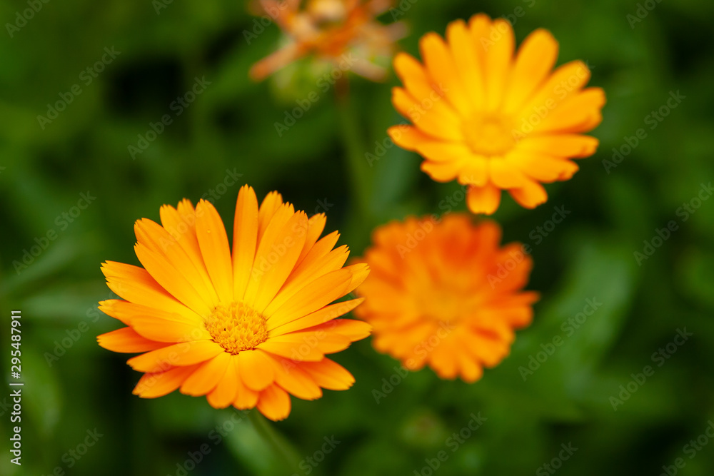 Medicinal plants. Bright orange flowers of calendula, closeup. Medicinal plants. Bright orange flowers of calendula, closeup.
