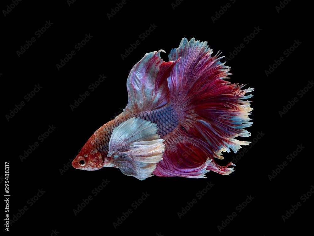 Action and movement of Thai fighting fish on a black background Action and movement of Thai fighting fish on a black background