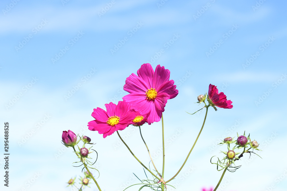 コスモス　栃木県益子町