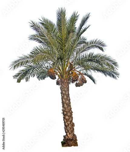 Fotografie Close up of Date palm