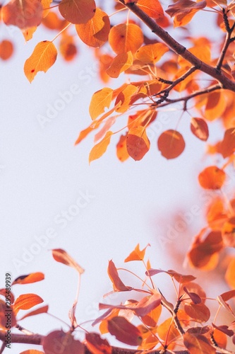 Wild pear golden autumn leaves on light background