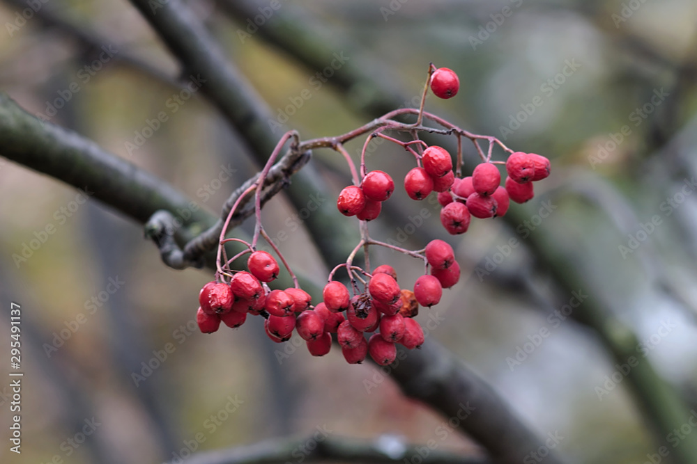 red berries on a branch without leaves red berries on a branch without leaves