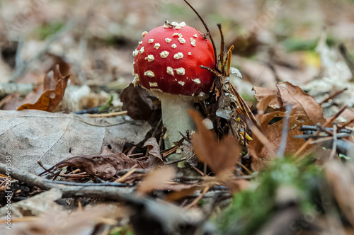 Red Amanita muscaria mushrooms in a forest 