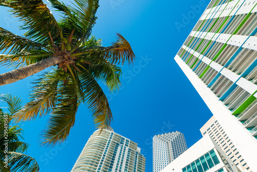 Skyscrapers and coconut palm trees in beautiful downtown Miami