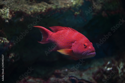 Coral Grouper or Red spotted grouper fish. Bright red marine fish with lilac dots. Tropical underwater coral reef moment in Red Sea