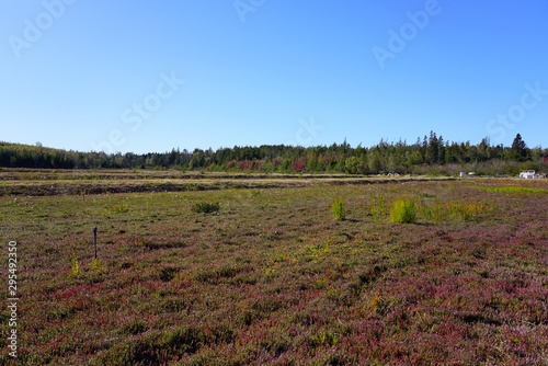 Fresh cranberry plants growing in a field in Canada in the fall
