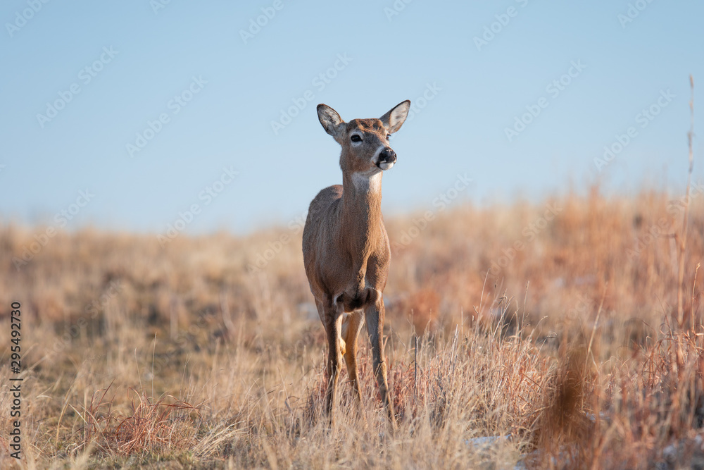 White-tailed deer in Denver, Colorado White-tailed deer in Denver, Colorado