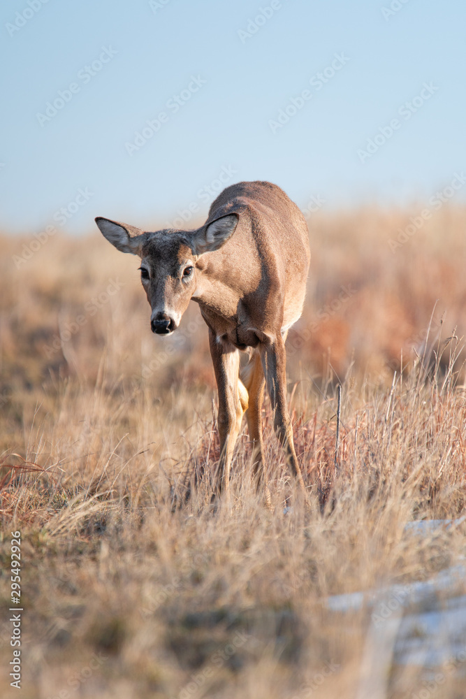 White-tailed deer in Denver, Colorado White-tailed deer in Denver, Colorado