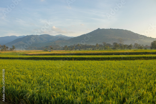  rice fields with a mountain background