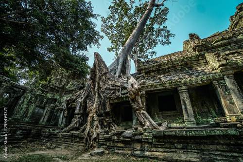 Angkor Temple tree