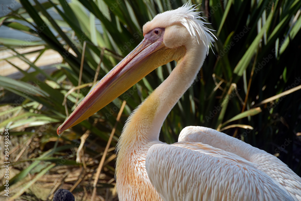 Great white pelican closeup