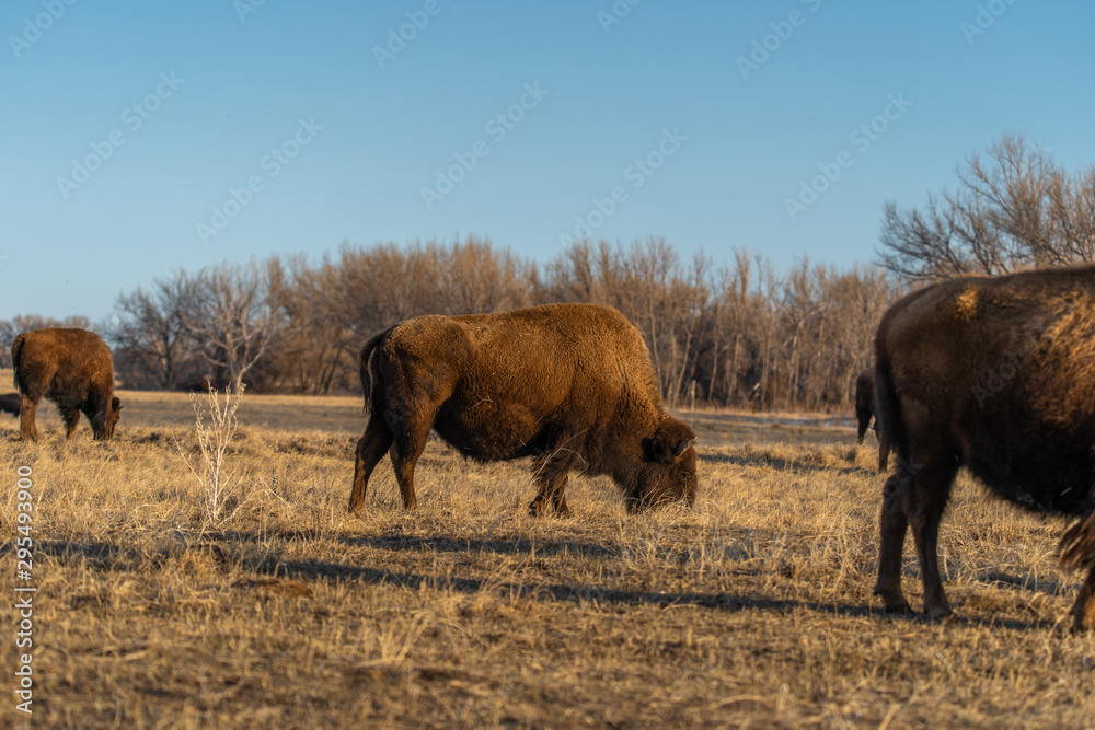 American bison grazing in open field American bison grazing in open field