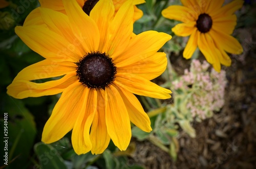 Yellow daisy