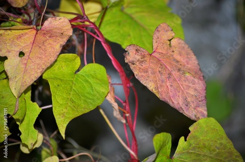 heart leaves